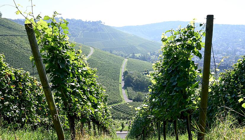 Ein junger Mann st&uuml;rzte etwa 20 Meter mit dem Auto Weinberge hinunter. (Symbolbild)