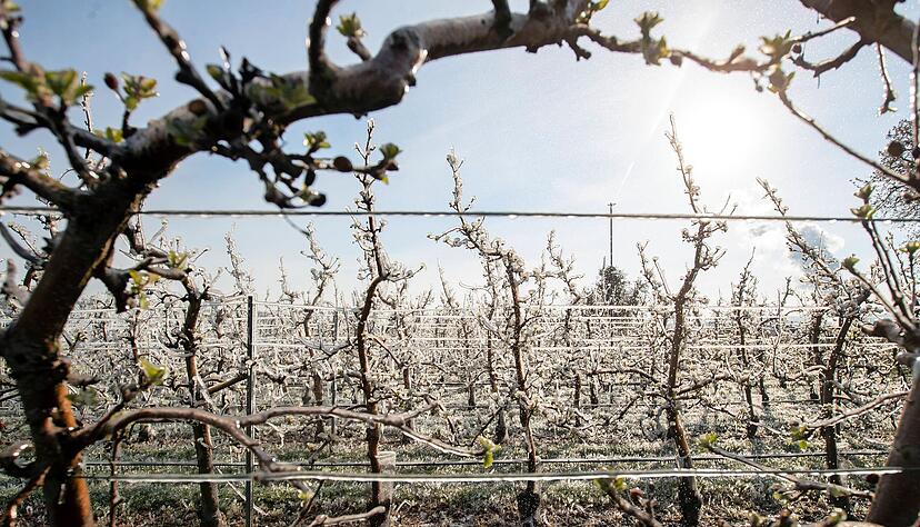 Frostberegnung in einer Obstanlage bei Kirchheim: Das immer frühere Ausschlagen vieler Nutzgehölze halten Wissenschaftler für eine Folge des Klimawandels. Das Problem: Je früher die Blüte sich zeigt, desto gefährdeter ist sie.
Foto: Andreas Veigel