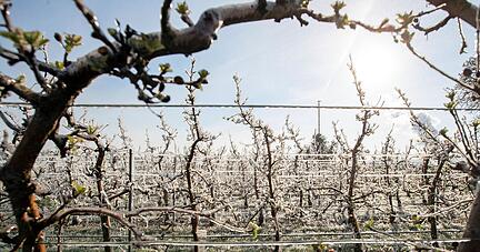 Frostberegnung in einer Obstanlage bei Kirchheim: Das immer frühere Ausschlagen vieler Nutzgehölze halten Wissenschaftler für eine Folge des Klimawandels. Das Problem: Je früher die Blüte sich zeigt, desto gefährdeter ist sie.
Foto: Andreas Veigel Frostberegnung in einer Obstanlage bei Kirchheim: Das immer frühere Ausschlagen vieler Nutzgehölze halten Wissenschaftler für eine Folge des Klimawandels. Das Problem: Je früher die Blüte sich zeigt, desto gefährdeter ist sie.
Foto: Andreas Veigel