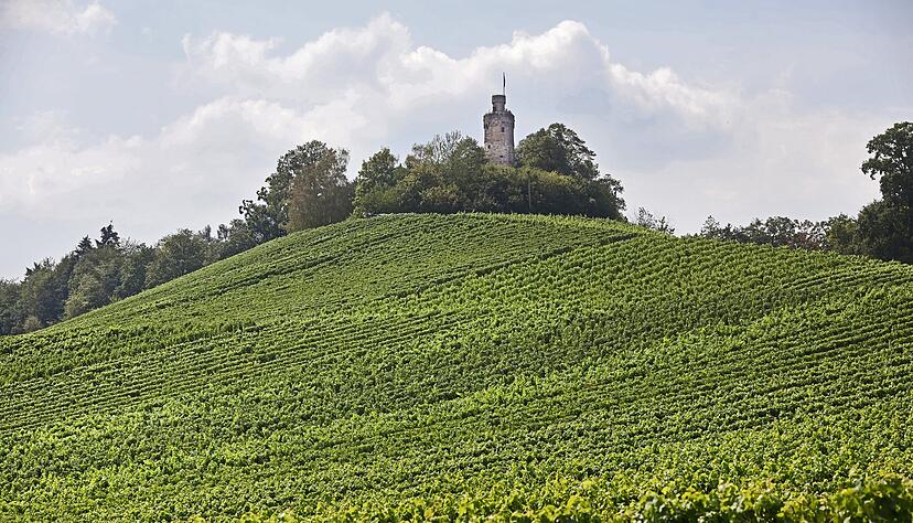 Rund um den Heuchelberg wird auf hunderten Hektar Wein angebaut. Foto: Archiv Rund um den Heuchelberg wird auf hunderten Hektar Wein angebaut. Foto: Archiv