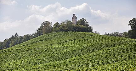 Rund um den Heuchelberg wird auf hunderten Hektar Wein angebaut. Foto: Archiv/Seidel