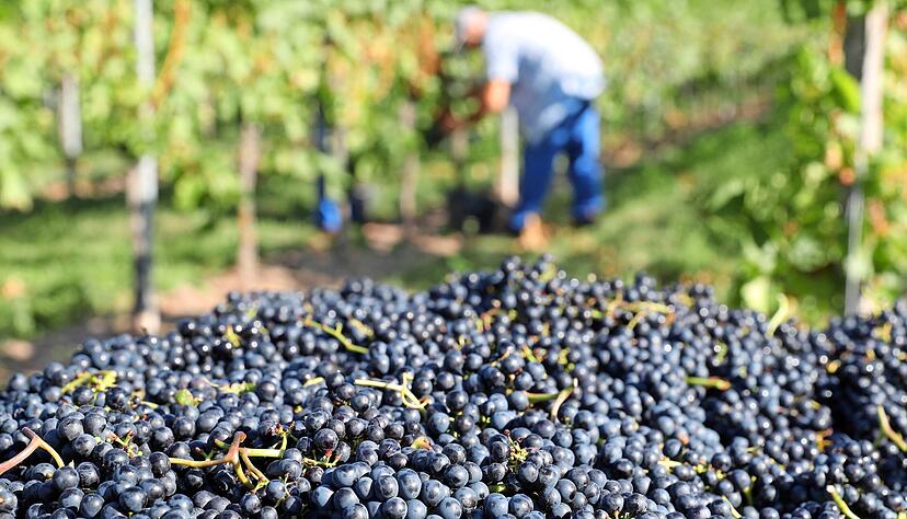 Das Weingut Amalienhof hat in Beilstein schon am Donnerstag Wildmuskat gelesen. Die rare Traubensorte ist sehr früh reif und mit 96 Grad Oechsle (am 3. September) auch sehr süß. Foto: Andreas Veigel Das Weingut Amalienhof hat in Beilstein schon am Donnerstag Wildmuskat gelesen. Die rare Traubensorte ist sehr früh reif und mit 96 Grad Oechsle (am 3. September) auch sehr süß. Foto: Andreas Veigel