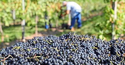 Das Weingut Amalienhof hat in Beilstein schon am Donnerstag Wildmuskat gelesen. Die rare Traubensorte ist sehr früh reif und mit 96 Grad Oechsle (am 3. September) auch sehr süß. 
Foto: Andreas Veigel