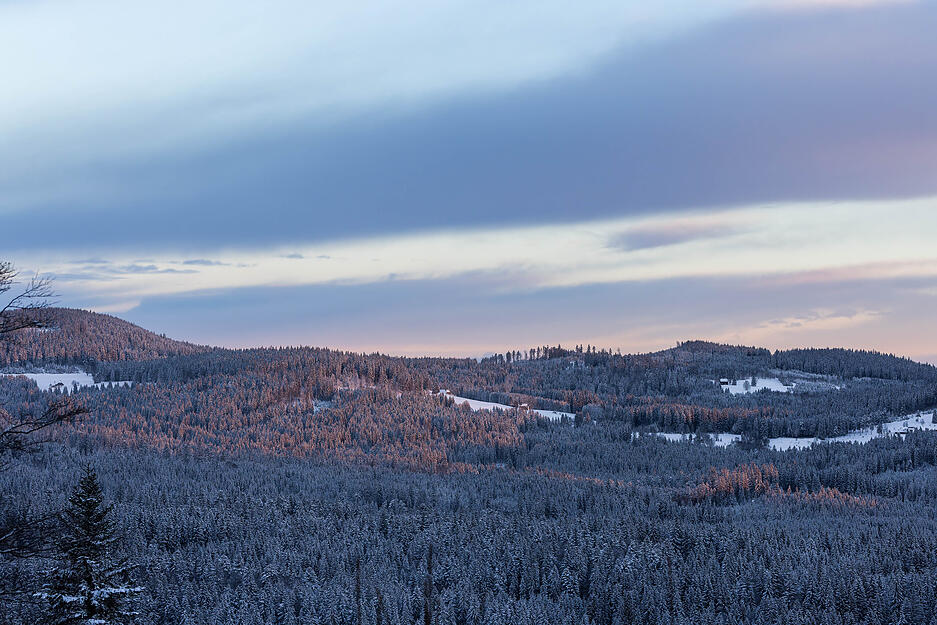 Die aufgehende Sonne beleuchtet den verschneiten Schwarzwald am Feldberg.