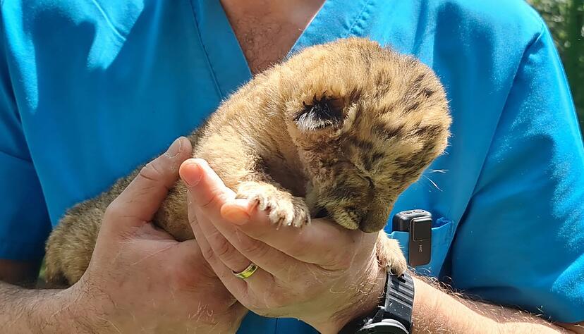 Ein Tierarzt hält das Liger-Baby aus demZoo von Zaharesti, nahe der Stadt Suceava, im Nordosten Rumäniens. Es wurde Mitte Mai geboren. Ein Tierarzt hält das Liger-Baby aus demZoo von Zaharesti, nahe der Stadt Suceava, im Nordosten Rumäniens. Es wurde Mitte Mai geboren.