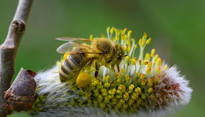 Man muss nicht verzichten. Wer Weidenkätzchen für Ostern möchte, kann sie beim Blumenhändler oder im Supermarkt kaufen.(Archiv) Man muss nicht verzichten. Wer Weidenkätzchen für Ostern möchte, kann sie beim Blumenhändler oder im Supermarkt kaufen.(Archiv)