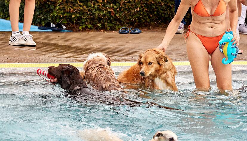Viele Hunde freuen sich bei Hitze über ein Bad - manchmal ist das sogar in Schwimmbädern erlaubt.