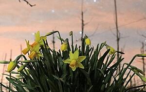 Die Osterglocken blühen jetzt im März bereits, aber in der Nacht neigen sie ihre  Köpfchen − hier an einer Apfelbaumplantage bei Öhringen. Die Osterglocken blühen jetzt im März bereits, aber in der Nacht neigen sie ihre  Köpfchen − hier an einer Apfelbaumplantage bei Öhringen.