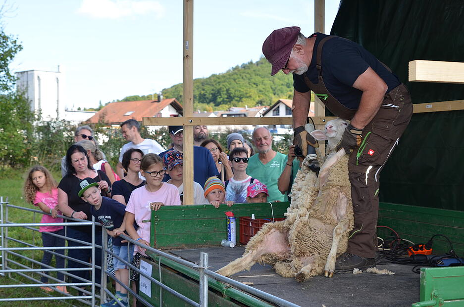 Zahlreiche Besucher strömen zum Schafwollfestival nach Oberstenfeld-Gronau und erhalten spannende Einblicke in die Welt von Schaf und Wolle. Eine Attraktion: Eine Live-Schafschur.