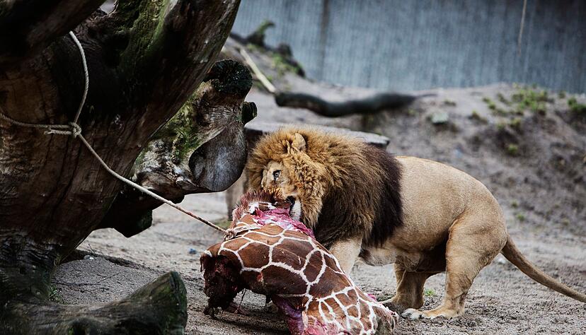 F&uuml;r Schlagzeilen sorgte 2014 der Kopenhagener Zoo, als er die Giraffe Marius t&ouml;tete und an L&ouml;wen verf&uuml;tterte.