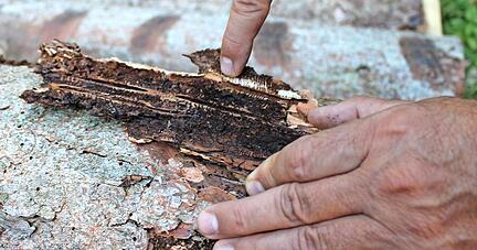 Der Finger zeigt auf den Muttergang des Borkenk&auml;fers, der in die Borke Larveng&auml;nge gezogen hat. Au&szlig;en sind die vielen L&ouml;cher vom Befall zu erkennen.