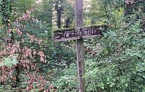 Im Wald Stöckach zwischen Massenbachhausen und Fürfeld lag der Tatort.