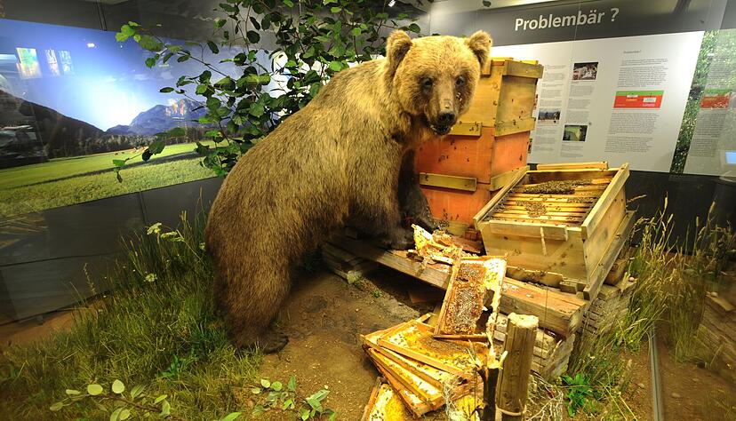 Braunb&auml;r Bruno bleibt der Nachwelt ausgestopft als Honigdieb erhalten. (Archivfoto)