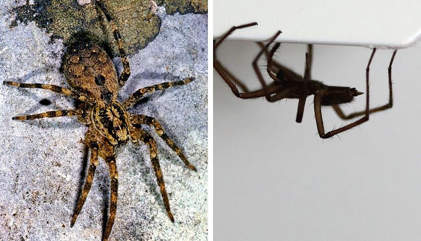 Eine Nosferatu-Spinne und eine Hauswinkelspinne lassen sich einfach unterscheiden.
