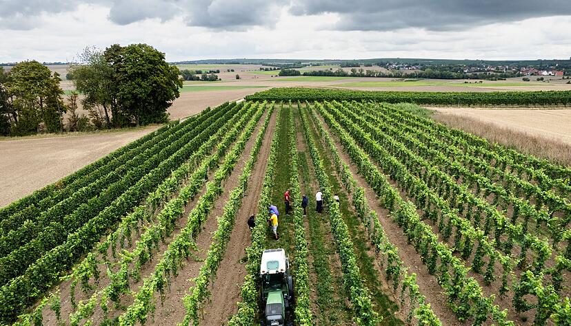 Trotz eines Rückgangs wegen des Wetters kommt fast die Hälfte des deutschen Weins aus Rheinhessen und der Pfalz. Trotz eines Rückgangs wegen des Wetters kommt fast die Hälfte des deutschen Weins aus Rheinhessen und der Pfalz.