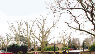 Platanenschnitt auf dem Heilbronner Hauptfriedhof in der Kritik: „Das ist nicht baumtypisch“, findet der auswärtige Gartenexperte. (Fotos: Dittmar Dirks)l Platanenschnitt auf dem Heilbronner Hauptfriedhof in der Kritik: „Das ist nicht baumtypisch“, findet der auswärtige Gartenexperte. (Fotos: Dittmar Dirks)l