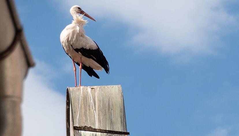 Da klappert's auf dem Dach: In Oettingen sind Dutzende Störche zu Hause. Da klappert's auf dem Dach: In Oettingen sind Dutzende Störche zu Hause.