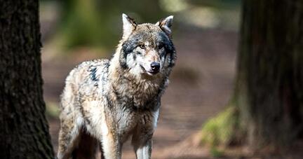 Ein Wolf (Canis lupus) steht in einem Wildpark in seinem Gehege.