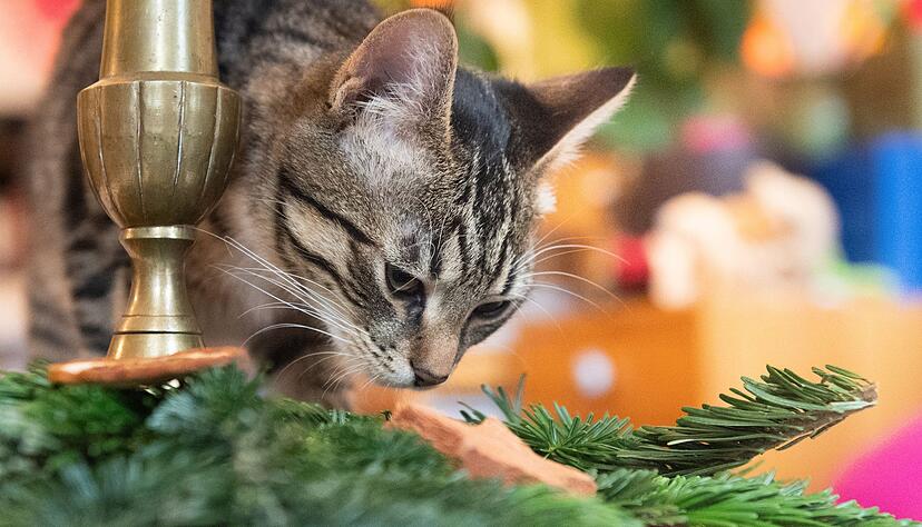 Weihnachtsbaum, Lametta, Schokolade und andere Leckereien sind f&uuml;r Haustiere ungeeignet und k&ouml;nnen zu schweren gesundheitlichen Sch&auml;den f&uuml;hren.