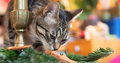 Weihnachtsbaum, Lametta, Schokolade und andere Leckereien sind f&uuml;r Haustiere ungeeignet und k&ouml;nnen zu schweren gesundheitlichen Sch&auml;den f&uuml;hren.