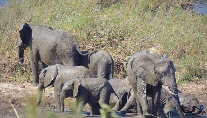 In dem knapp 20.000 Quadratkilometer gro&szlig;en Park k&ouml;nnen Touristen Elefanten und andere wilde Tiere beobachten. (Symbolbild)