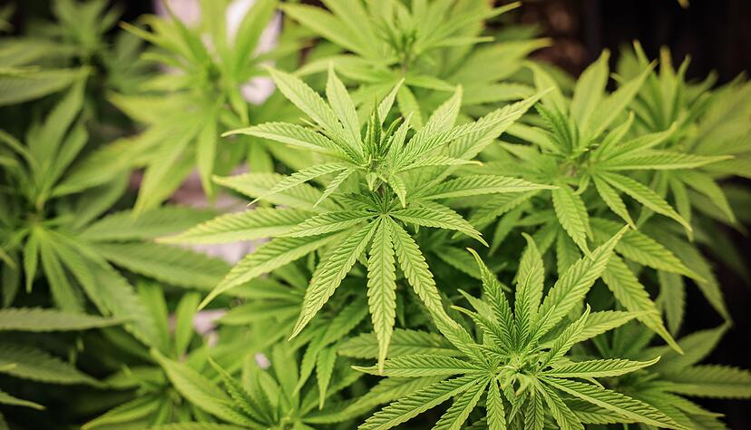 &laquo;Bubatz?&raquo; Mit dem Begriff kann Friedrich Merz nichts anfangen (Archivbild).