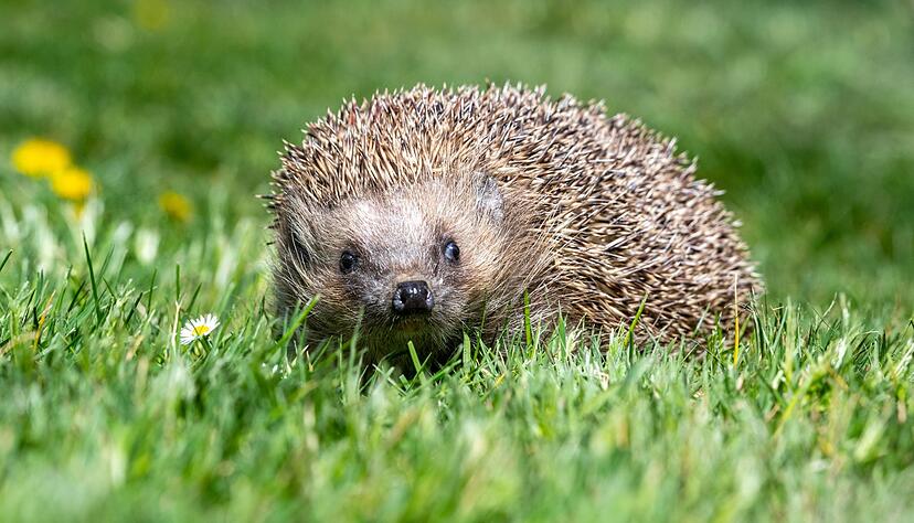 Ziel ist es unter anderem, erstmals flächendeckend belastbare Zahlen zu Igel-Beständen zu ermitteln.