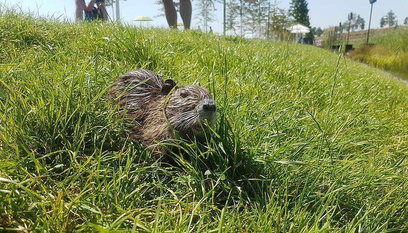 Was hier glänzt wie eine Gelfrisur aus den 90er-Jahren ist nicht der Teil des Pelzes, nach dem die Kürschner trachteten. Das Oberfell wurde geschoren oder gerupft, bis nur noch das schöne warme Unterfell blieb. Foto: Sarah Utz Was hier glänzt wie eine Gelfrisur aus den 90er-Jahren ist nicht der Teil des Pelzes, nach dem die Kürschner trachteten. Das Oberfell wurde geschoren oder gerupft, bis nur noch das schöne warme Unterfell blieb. Foto: Sarah Utz