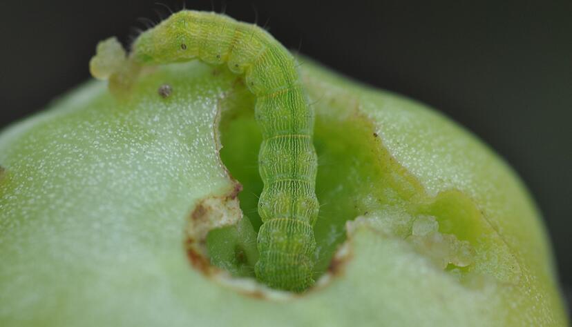 Die Baumwollkapseleule (Helicoverpa armigera) hat nach Experteneinschätzung extrem hohes Schadenspotenzial. Die Baumwollkapseleule (Helicoverpa armigera) hat nach Experteneinschätzung extrem hohes Schadenspotenzial.