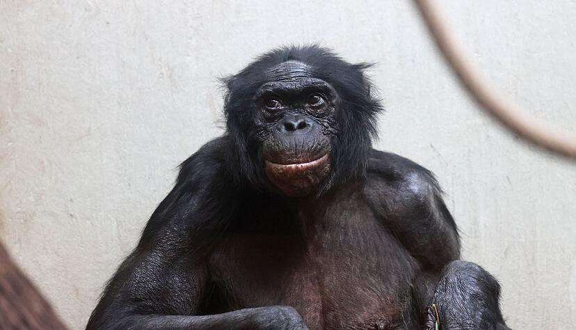 Viele Tiere werden im Zoo deutlich älter als im Mittel in der Wildbahn. Viele Tiere werden im Zoo deutlich älter als im Mittel in der Wildbahn.
