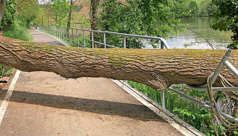 Ein Baum blockiert den Neckartalradweg bei Lauffen.
