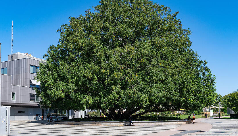Der markante Fl&uuml;gelnussbaum an der Heilbronner Harmonie: Hier und im angrenzenden Stadtgarten gilt jetzt ein Alkoholverbot.