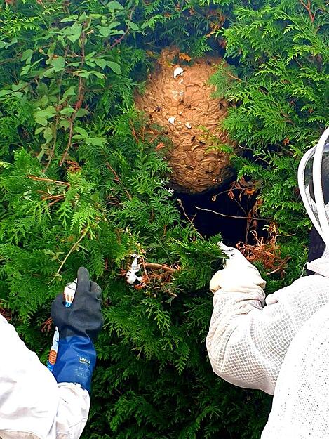 Das Nest einer Asiatischen Hornisse nahe eines Spielplatzes: Wenn Kinder den Ball aus der Hecke holen, könnte es lebensgefährlich werden. Das Nest einer Asiatischen Hornisse nahe eines Spielplatzes: Wenn Kinder den Ball aus der Hecke holen, könnte es lebensgefährlich werden.