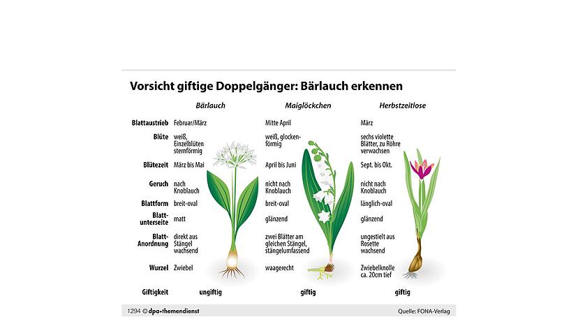 Die Unterscheidungsmerkmale von Bärlauch, Maiglöckchen und Herbstzeitlosen auf einen Blick. Die Unterscheidungsmerkmale von Bärlauch, Maiglöckchen und Herbstzeitlosen auf einen Blick.