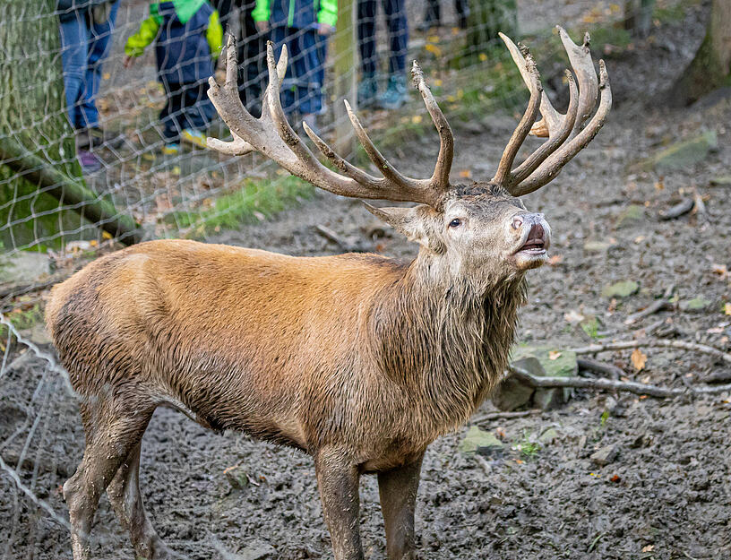 Nur ein Männchen darf sich laut Wildparadies Tripsdrill im Rudel der Hirschkühe aufhalten.