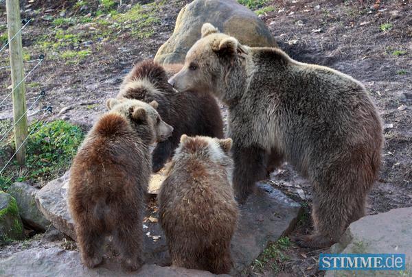 B&auml;rengeburtstag in Tripsdrill | 29.12.