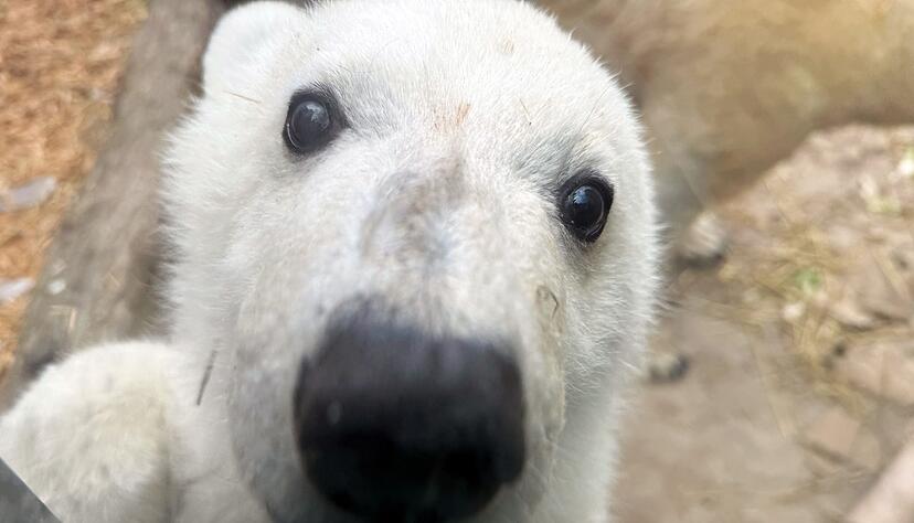 Neugierig ist der kleine Eisb&auml;r.