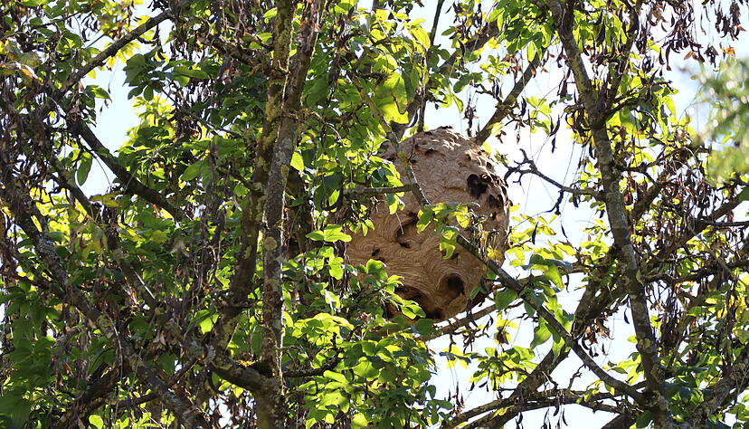 Das Nest ist in der vergangenen Woche um ein Drittel gewachsen, sagt ein Dörzbacher Imker