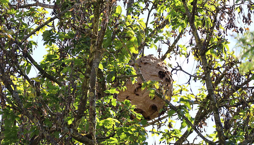 Das Nest ist in der vergangenen Woche um ein Drittel gewachsen, sagt ein D&ouml;rzbacher Imker