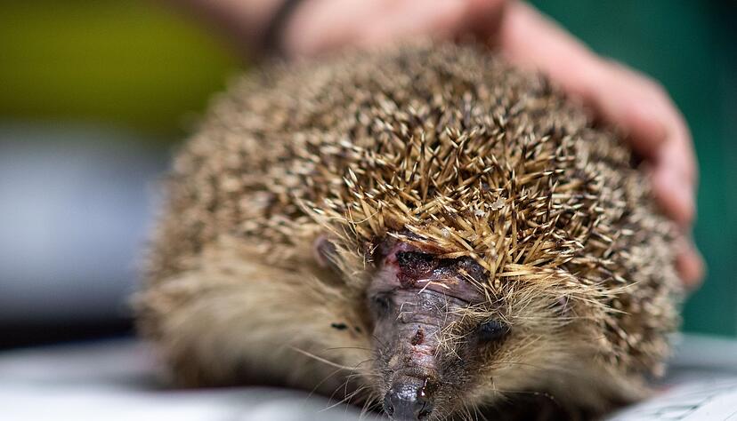 Mähroboter sind wahre Todesfallen für Igel. (Foto-Archiv) Mähroboter sind wahre Todesfallen für Igel. (Foto-Archiv)