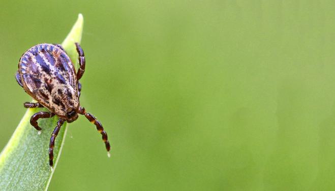 Zecken lauern in Baden-W&uuml;rttemberg fast &uuml;berall. Foto: dpa