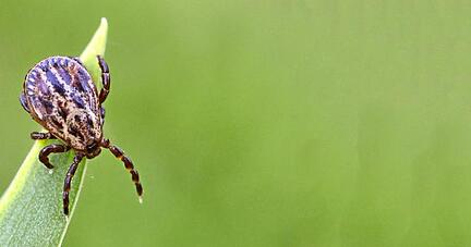 Zecken lauern in Baden-W&uuml;rttemberg fast &uuml;berall. Foto: dpa