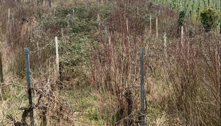 Höchste Zeit zur Weinberg-Rodung. Höchste Zeit zur Weinberg-Rodung.