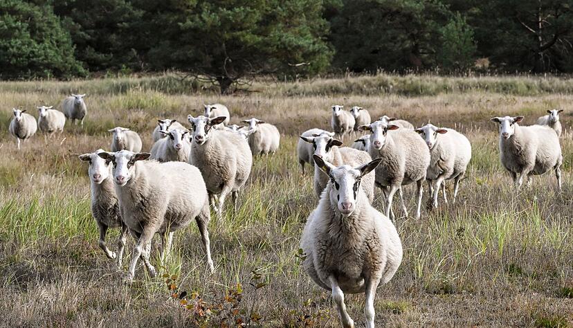 13 Schafe wurden laut einem Polizeisprecher am Dienstagabend tödlich verletzt. (Symbolbild) 13 Schafe wurden laut einem Polizeisprecher am Dienstagabend tödlich verletzt. (Symbolbild)