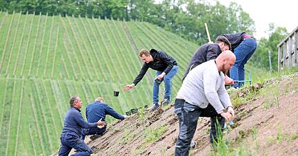 Anstrengende Arbeit in der Steillage: 3500 Pflanzen kommen am Weinsberger Burgberg in den Gipskeuperboden. Die LVWO will die Biodiversität fördern.
Foto: Ralf Seidel