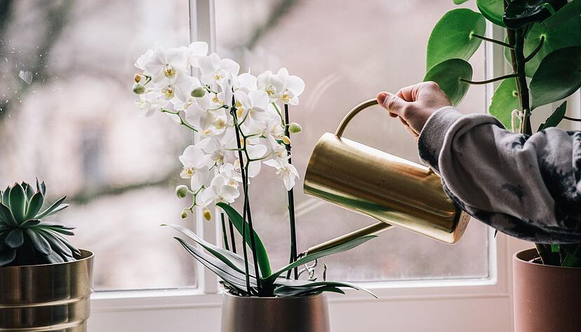 Schmetterlingsorchideen (Phalaenopsis) sorgen in der Adventszeit für elegante, langlebige Blüten – ein helles Plätzchen ohne Zugluft ist ideal. Schmetterlingsorchideen (Phalaenopsis) sorgen in der Adventszeit für elegante, langlebige Blüten – ein helles Plätzchen ohne Zugluft ist ideal.