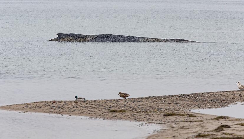 Auch am Dienstag lag der Wal auf der Sandbank vor Niendorf. Auch am Dienstag lag der Wal auf der Sandbank vor Niendorf.
