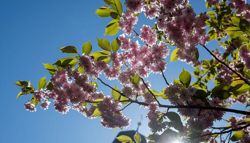 Die Sonne scheint fast &uuml;berall den ganzen Tag. (Archivbild)