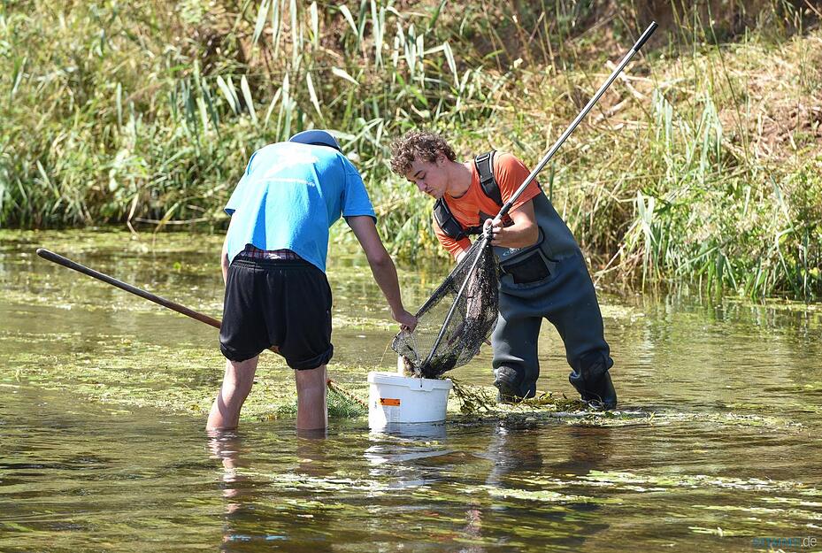Freiwillige Helfer sammeln am 25.08.2015 bei Elpershofen (Baden-Württemberg) in der Jagst tote Fische. Giftiges Löschwasser hat im Kreis Schwäbisch Hall ein großes Fischsterben in der Jagst ausgelöst.
