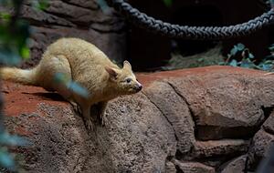 Das natürliche Verbreitungsgebiet der Fuchskusus ist in Australien.